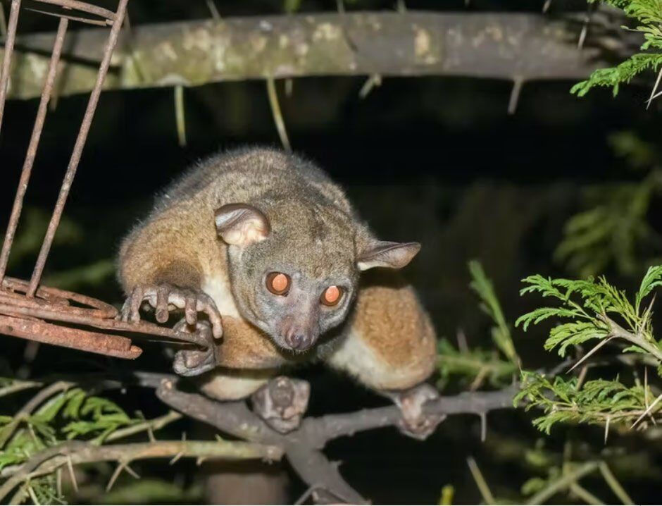 Bush baby